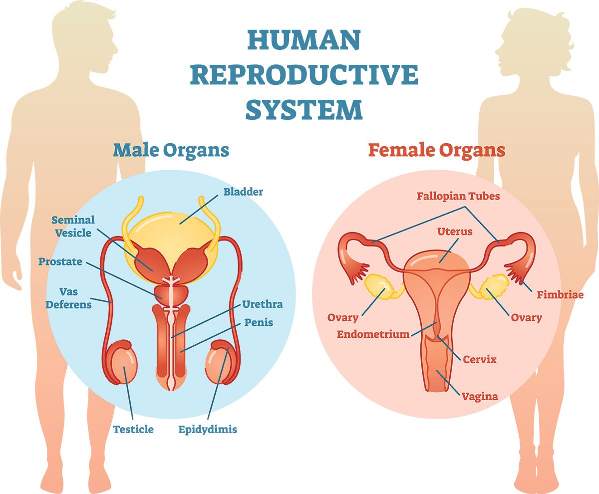 Functions of male and female reproductive system | CHAPTER 9 | Anatomy and Physiology