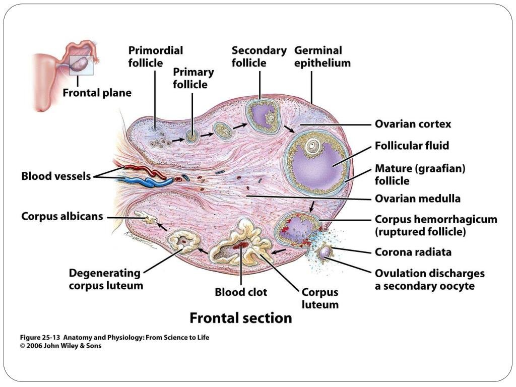 Ovary and fallopian tube | CHAPTER 9 | Anatomy and Physiology