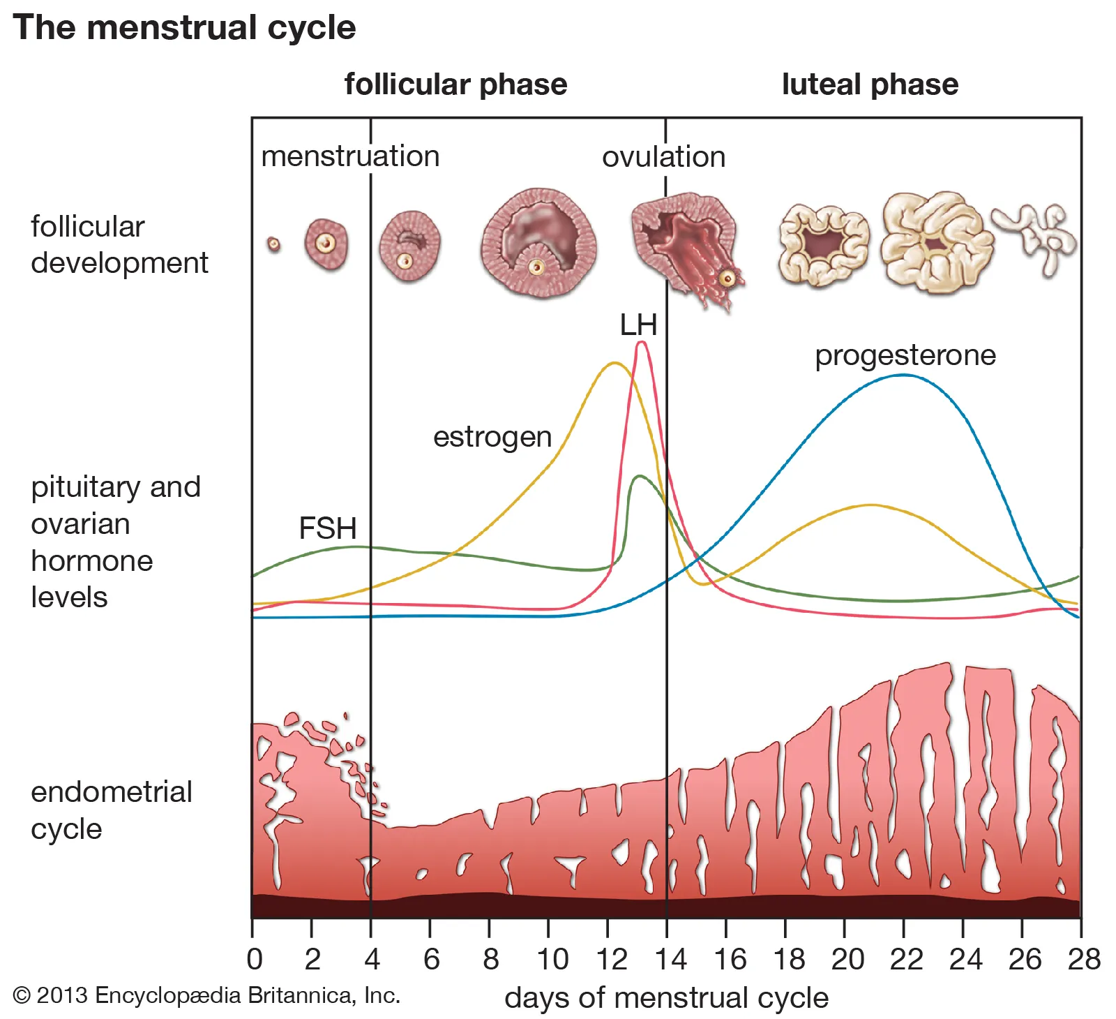 The mechanism of menstruation | CHAPTER 9 | Anatomy and Physiology
