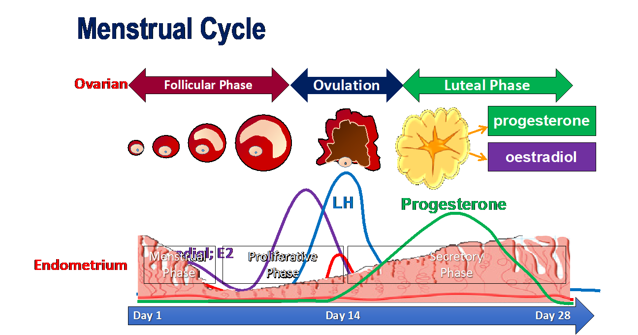Hormones responsible for menstrual cycle | CHAPTER 9 | Anatomy and Physiology
