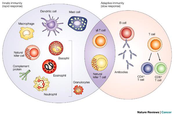 Innate Immunity & Acquired Immunity | CHAPTER 16 | Pediatric Nursing