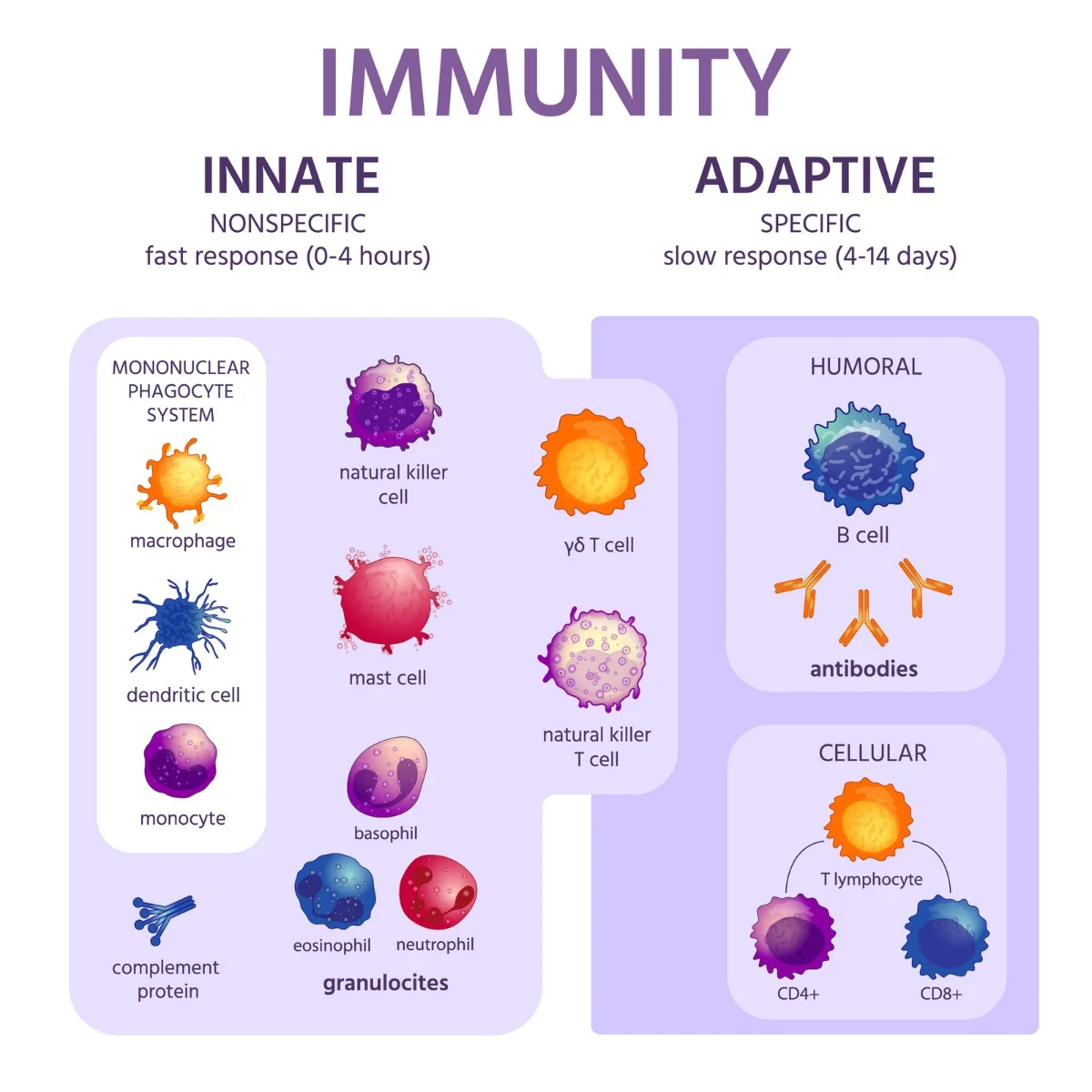 Innate Immunity & Acquired Immunity | CHAPTER 16 | Pediatric Nursing