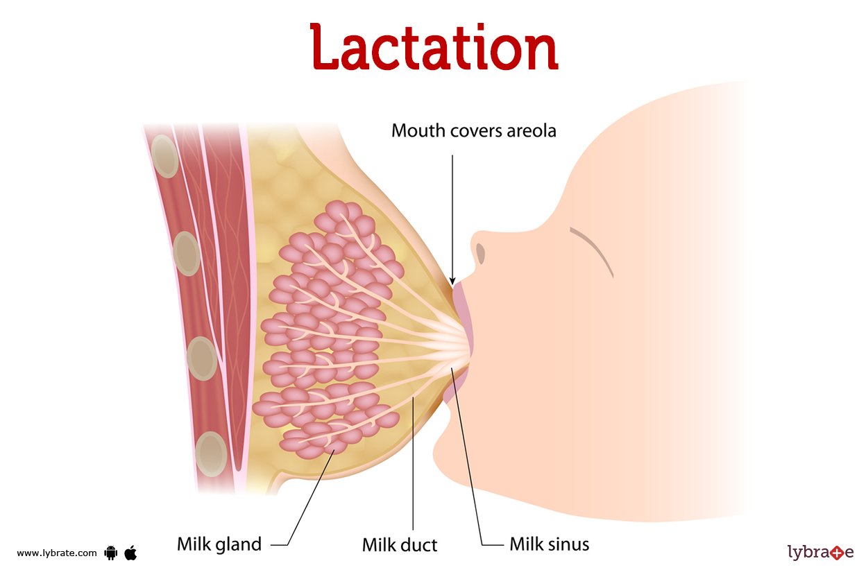 Concept about Lactation | CHAPTER 9 | Anatomy and Physiology