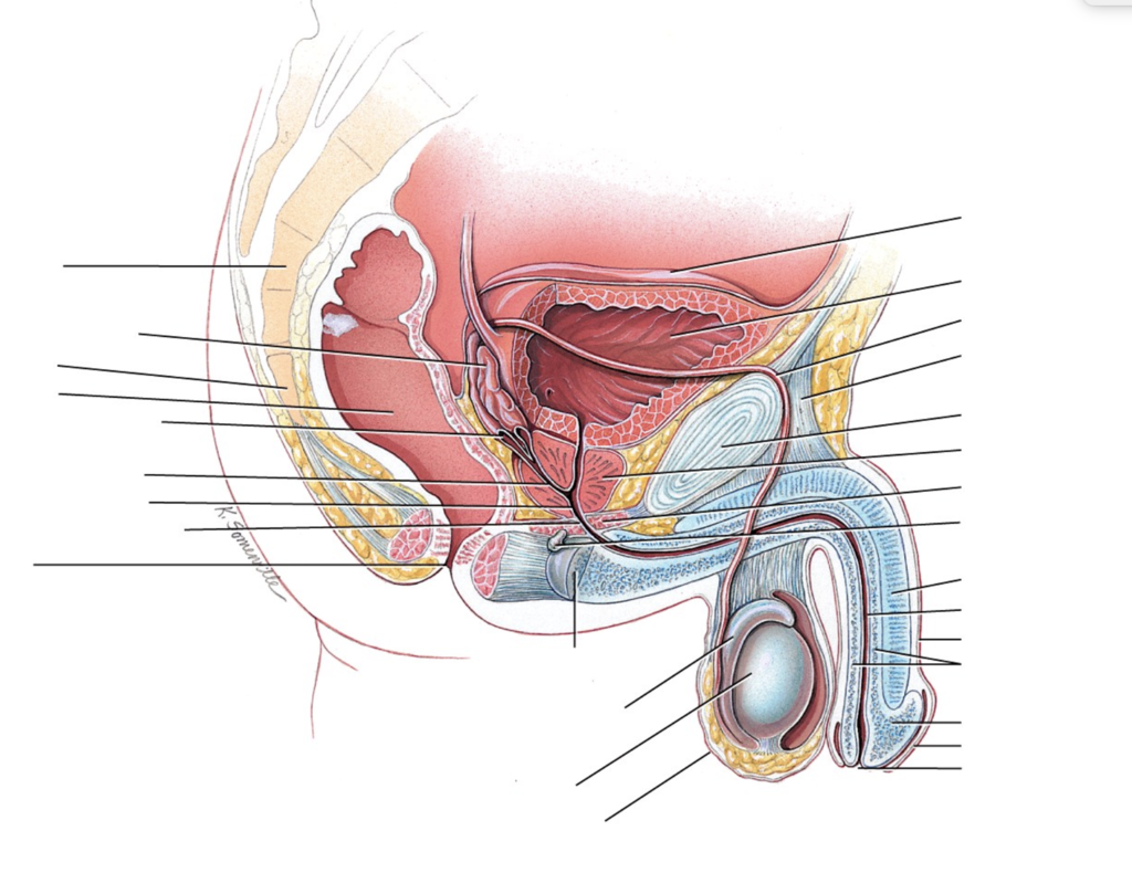 Male genital organs | CHAPTER 9 | Anatomy and Physiology