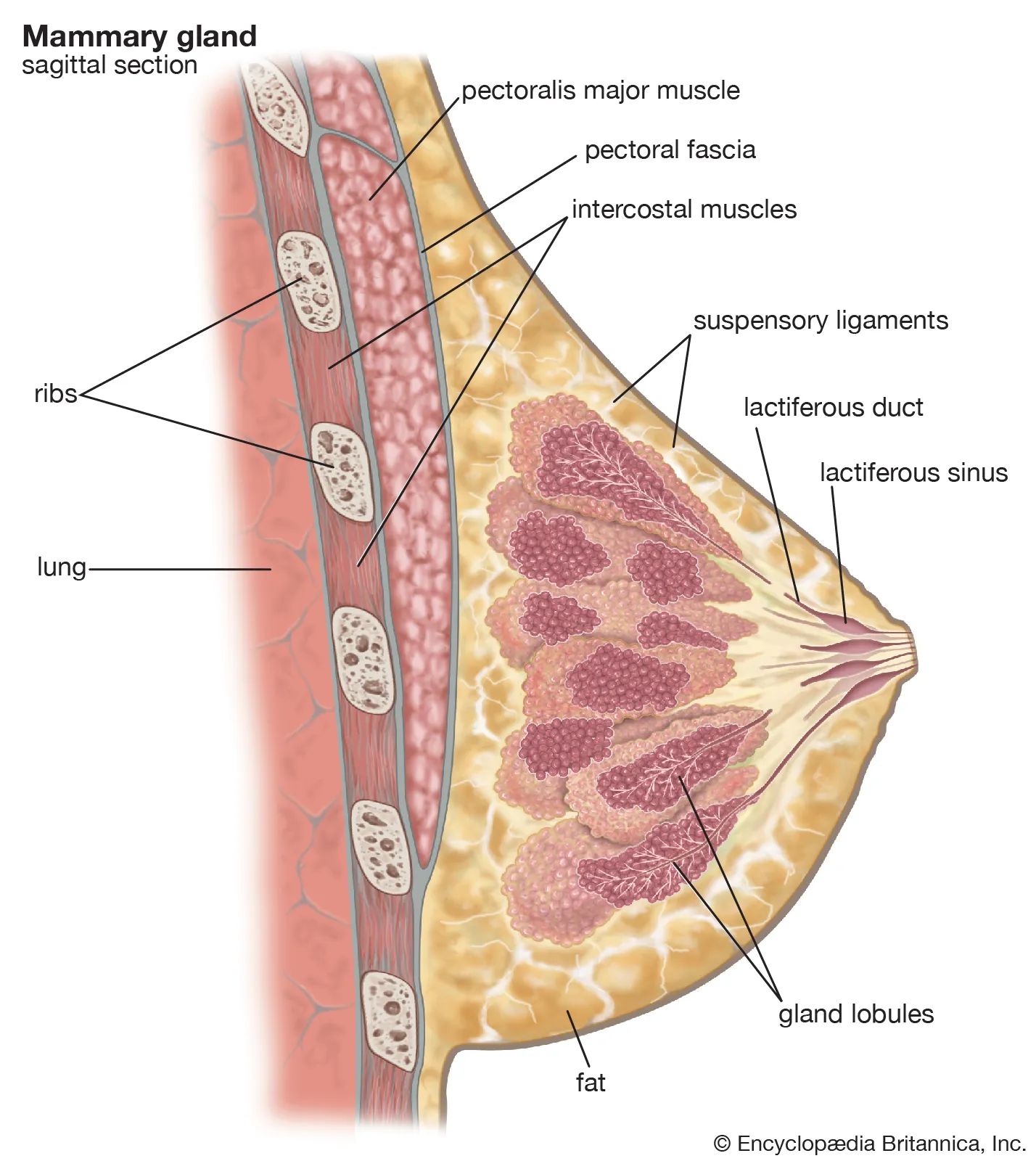 Mammary glands and figure of the mammary gland | CHAPTER 9 | Anatomy and Physiology