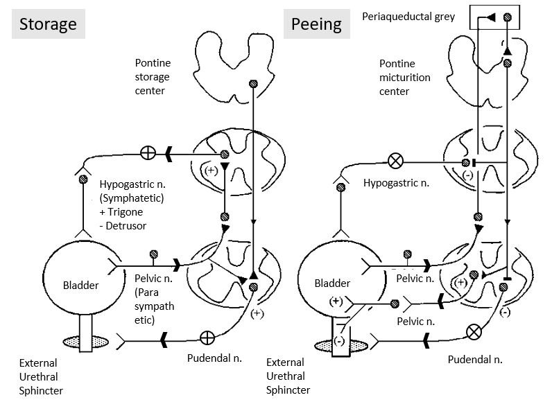 Micturition, How does the micturition reflex occur | CHAPTER 8 | Anatomy and Physiology