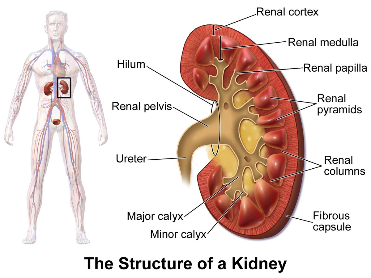 Nephritic syndrome | CHAPTER 12 | Pediatric Nursing