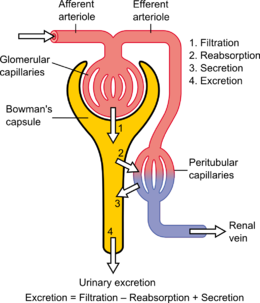 Nephron and figure of Nephron | CHAPTER 8 | Anatomy and Physiology