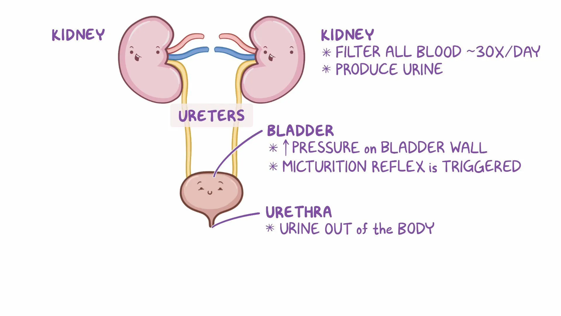 Polyuria, Oliguria and Anuria | CHAPTER 8 | Anatomy and Physiology