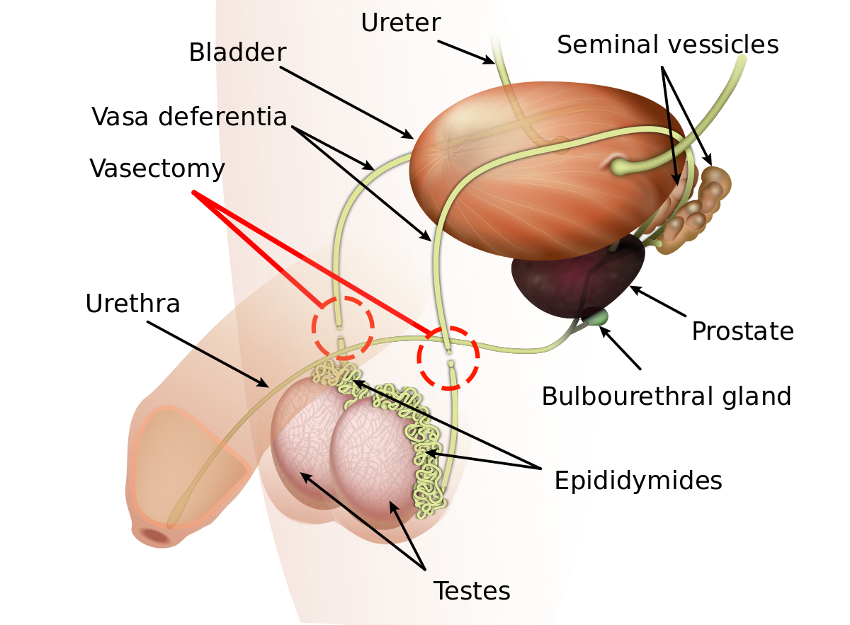 Semen and sperm | CHAPTER 9 | Anatomy and Physiology