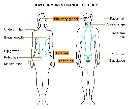 Puberty and Adolescence | CHAPTER 9 | Anatomy and Physiology