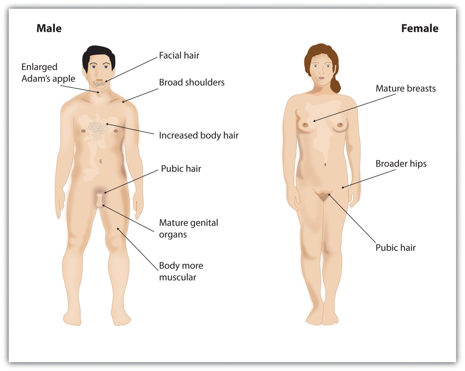 Puberty and Adolescence | CHAPTER 9 | Anatomy and Physiology