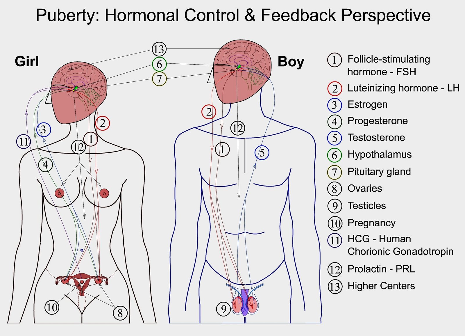 Concept about Puberty | CHAPTER 9 | Anatomy and Physiology