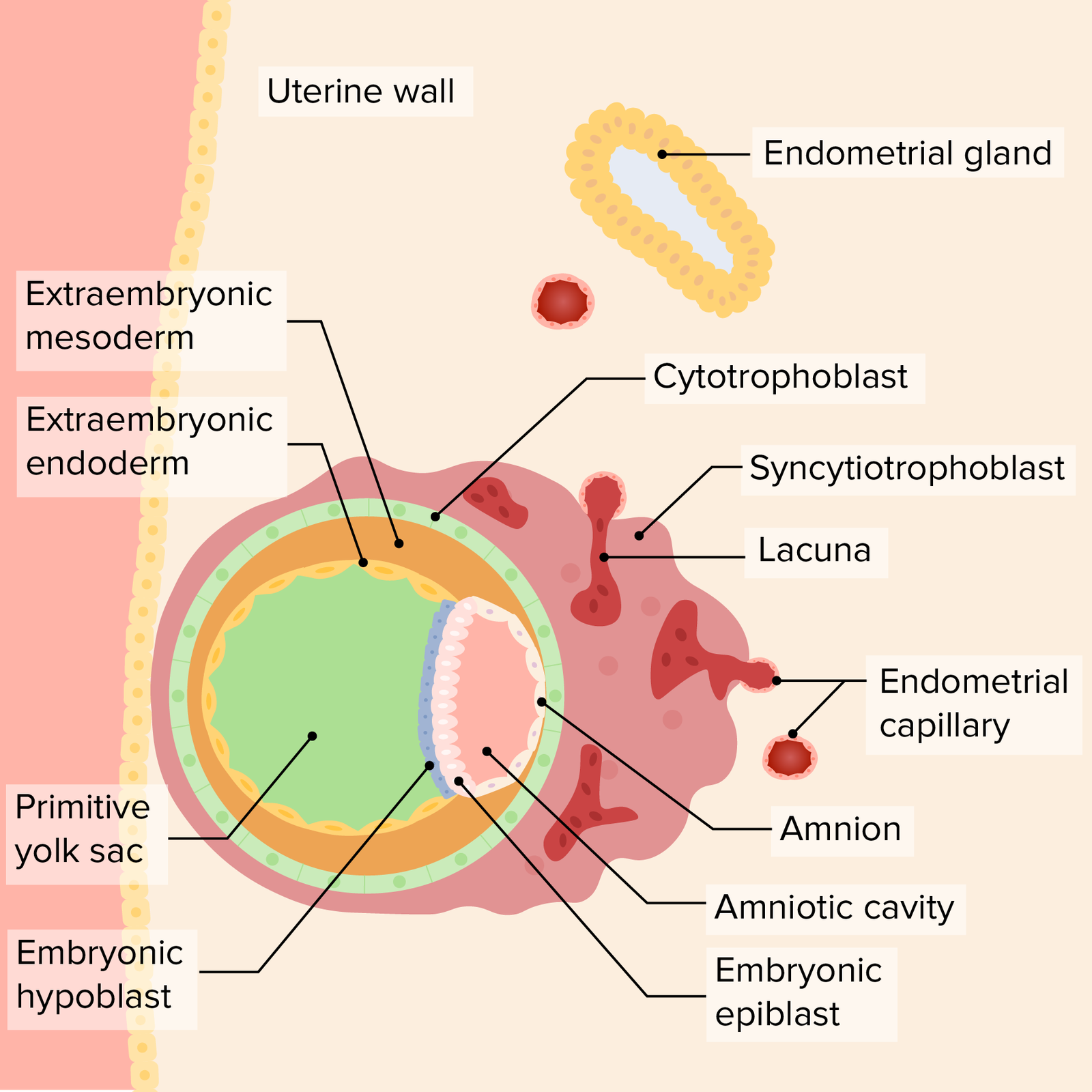 Umbilical cord | CHAPTER 9 | Anatomy and Physiology