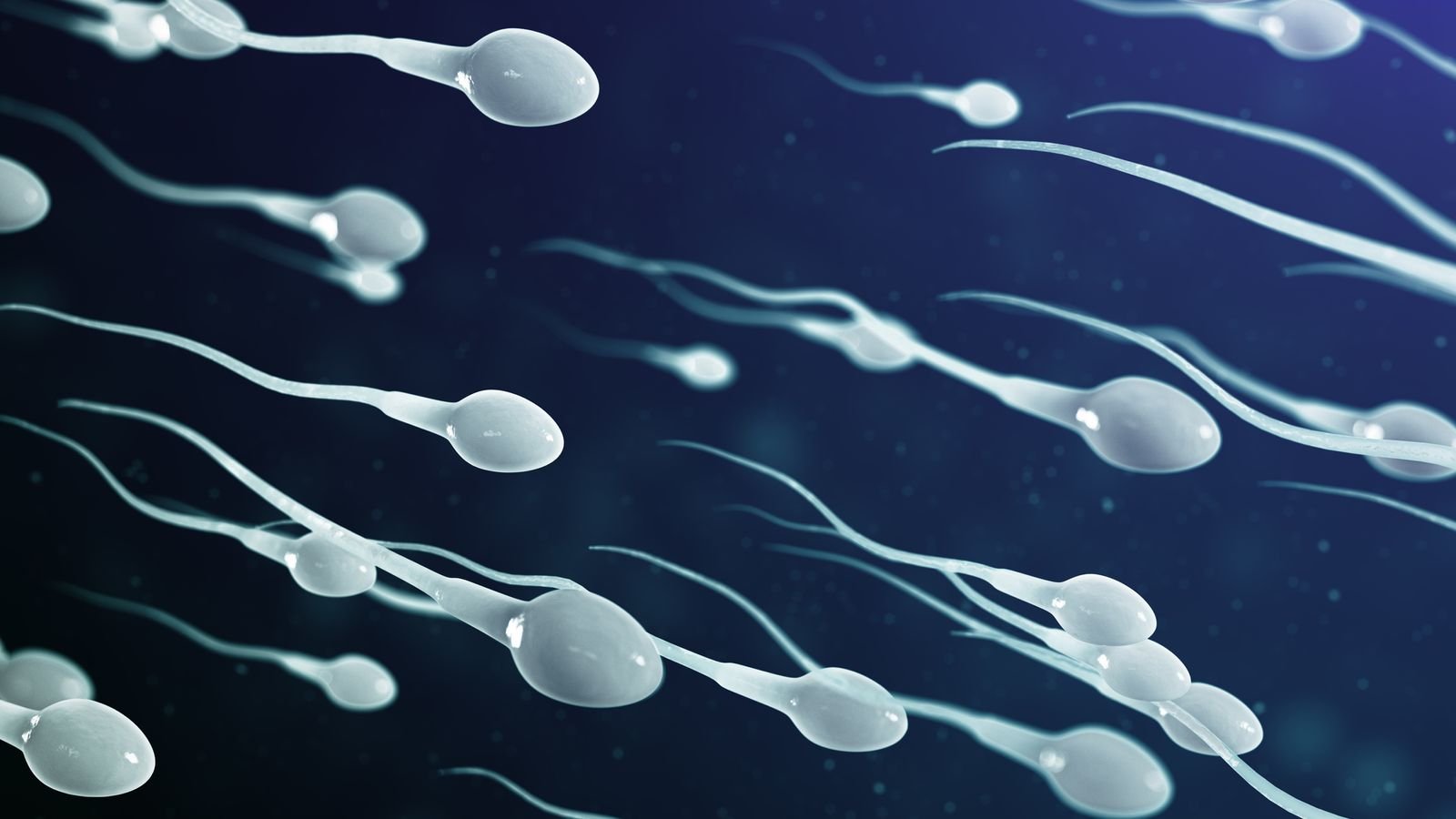 Semen and sperm | CHAPTER 9 | Anatomy and Physiology