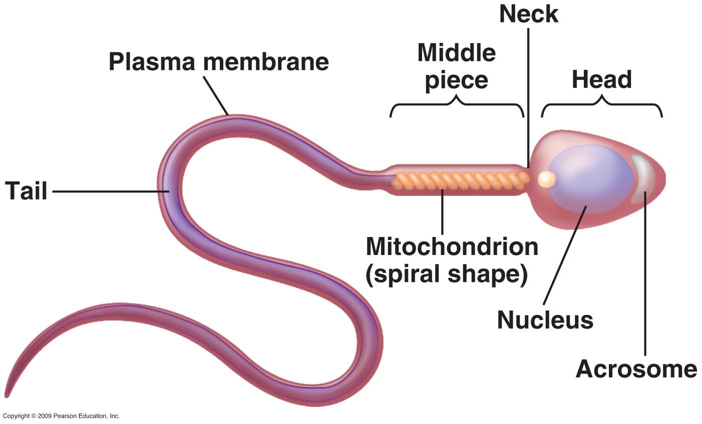 Semen and sperm | CHAPTER 9 | Anatomy and Physiology