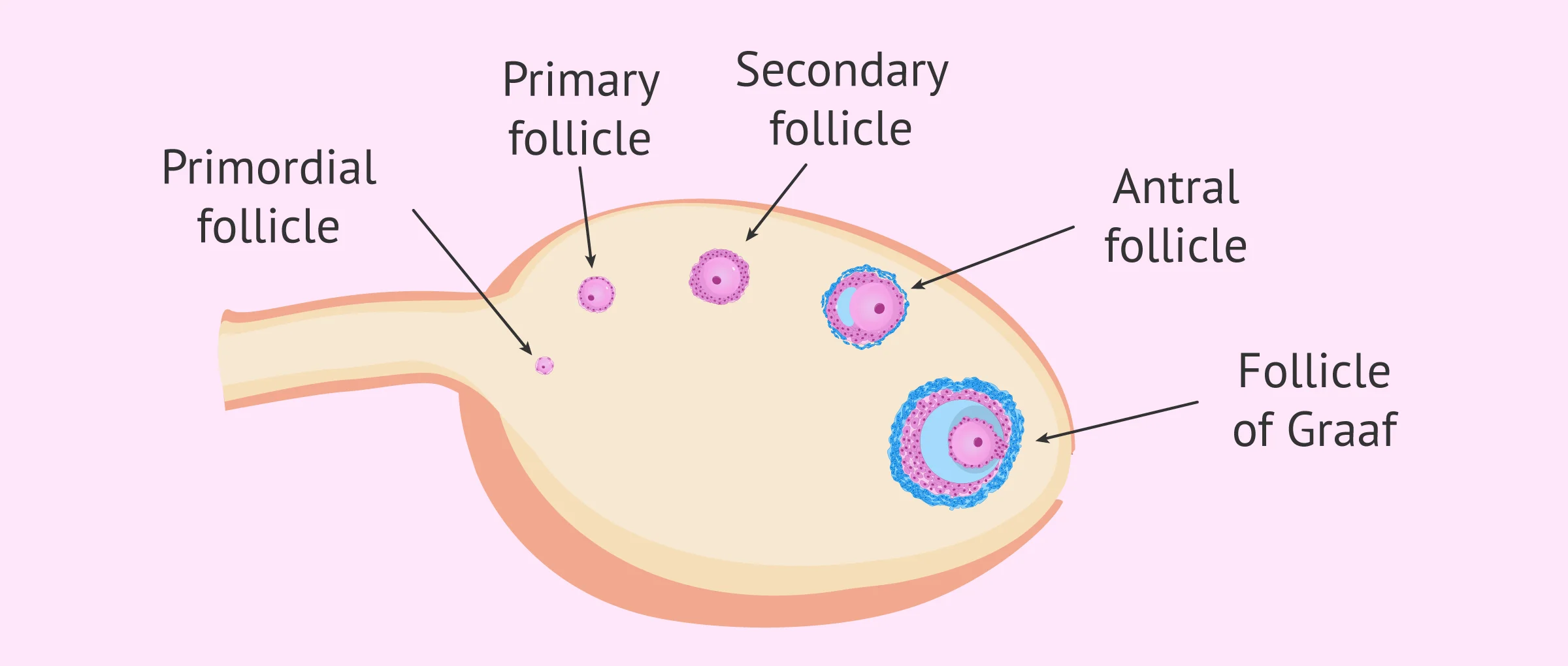 Concept about Ovulation | CHAPTER 9 | Anatomy and Physiology