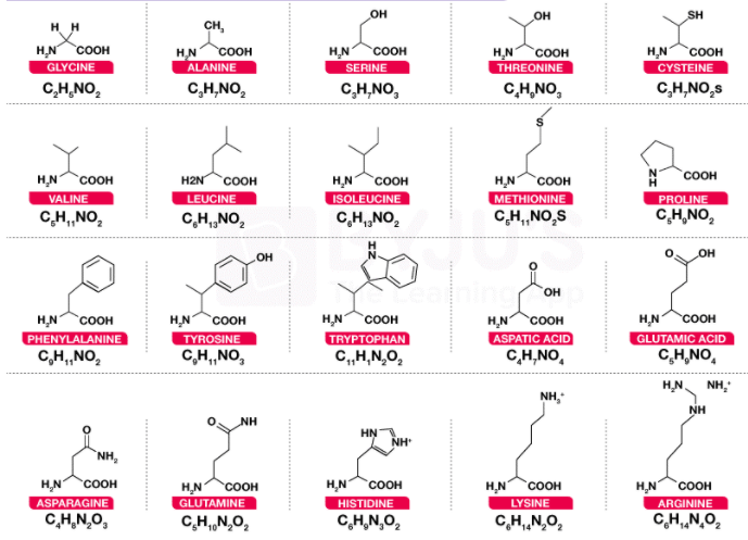 Amino Acid | CHAPTER 1 | Nutrition and Dietetics