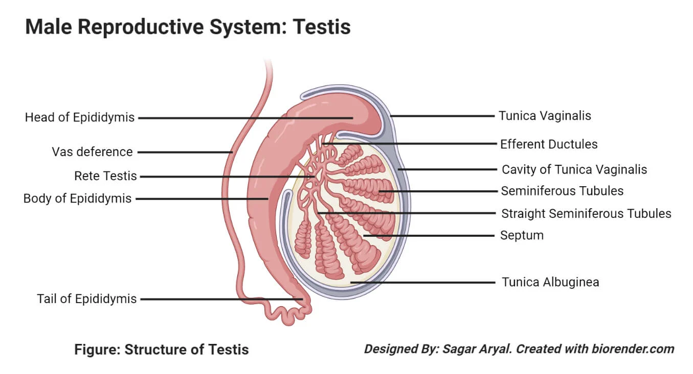 Testes or the male gonads | CHAPTER 9 | Anatomy and Physiology