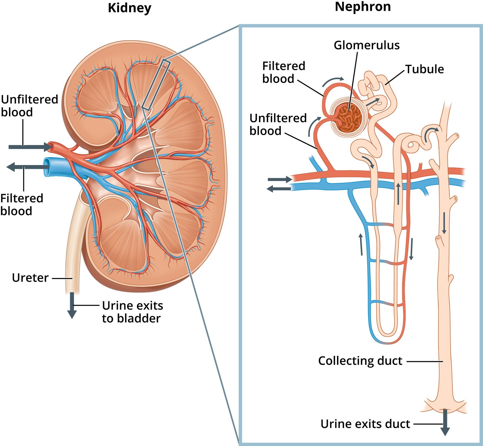 Nephron and figure of Nephron | CHAPTER 8 | Anatomy and Physiology