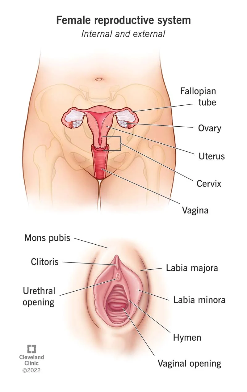 The external female genitalia (vulva) | CHAPTER 9 | Anatomy and Physiology