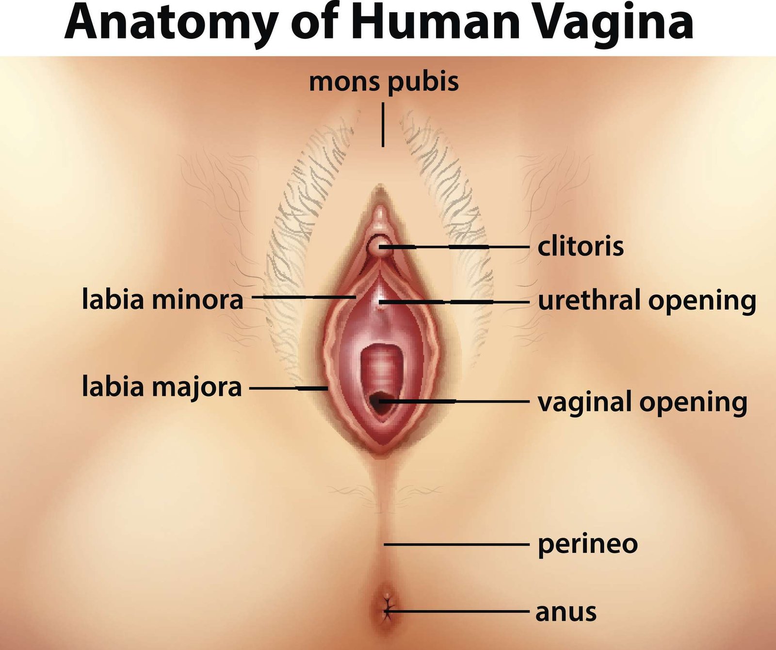 The external female genitalia (vulva) | CHAPTER 9 | Anatomy and Physiology