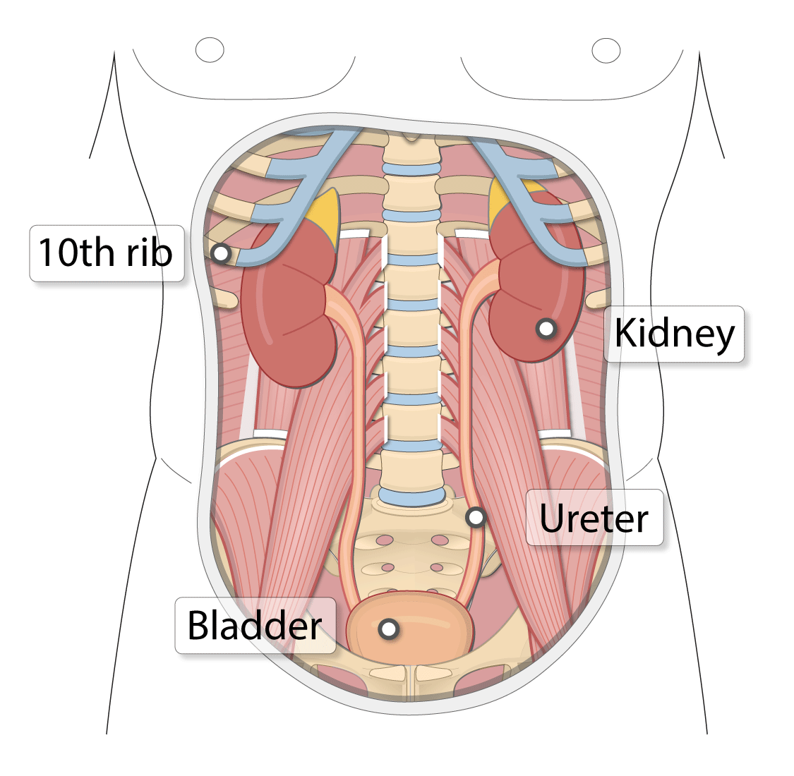 Excretion and list of the excretory organs | CHAPTER 8 | Anatomy and Physiology
