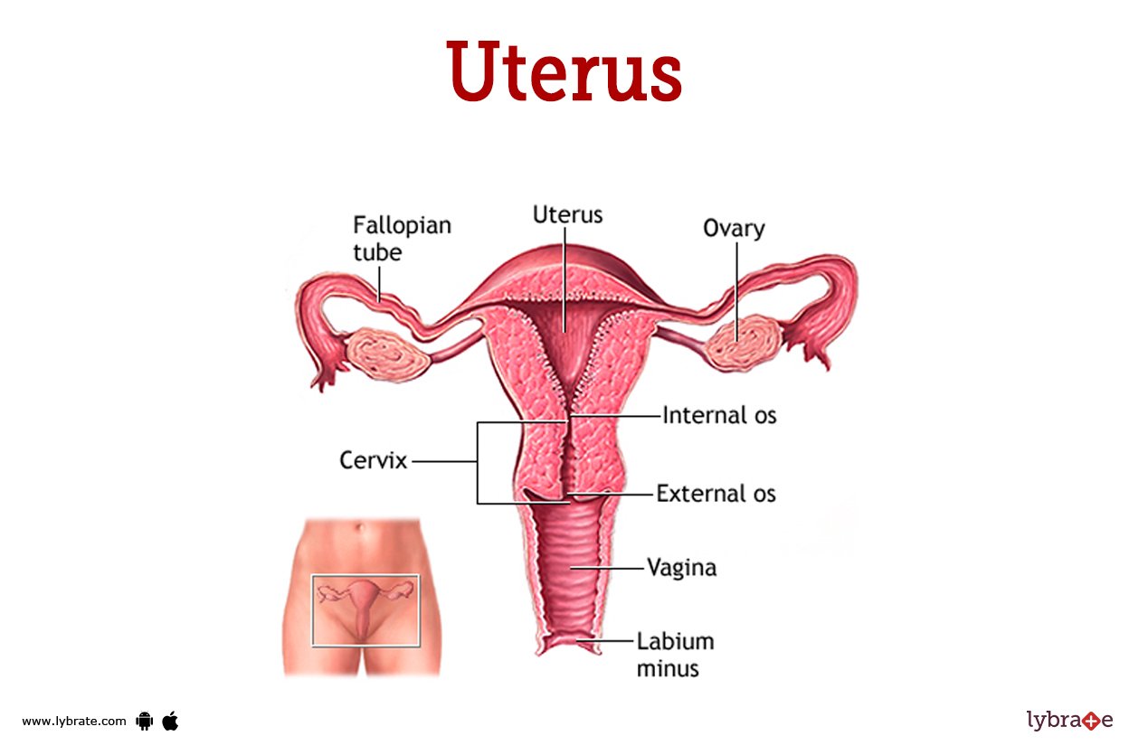 Concept about Uterus | CHAPTER 9 | Anatomy and Physiology