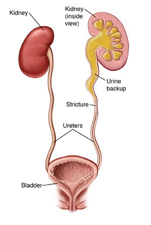 Ureters and Urinary bladder | CHAPTER 8 | Anatomy and Physiology