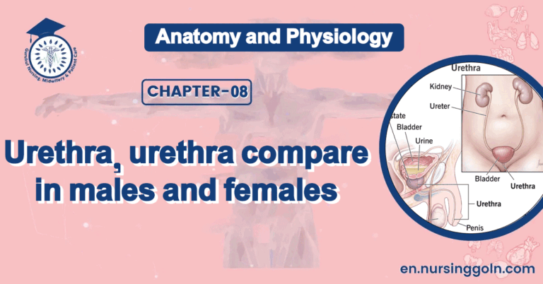 Urethra, urethra compare in males and females | CHAPTER 8 | Anatomy and Physiology