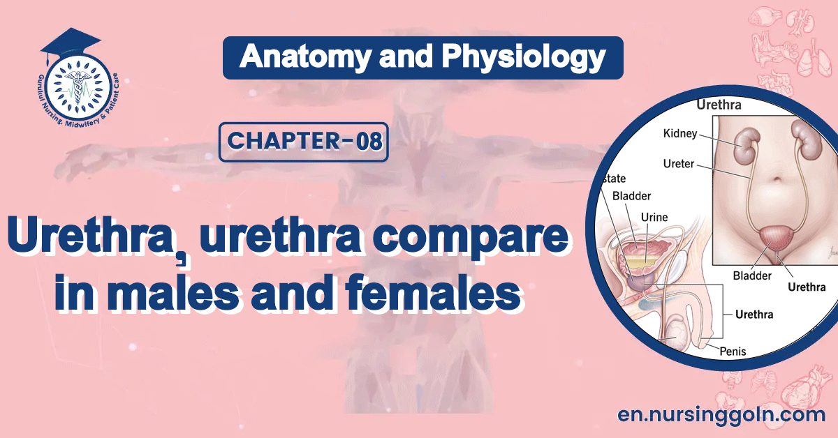 Urethra, urethra compare in males and females | CHAPTER 8 | Anatomy and Physiology