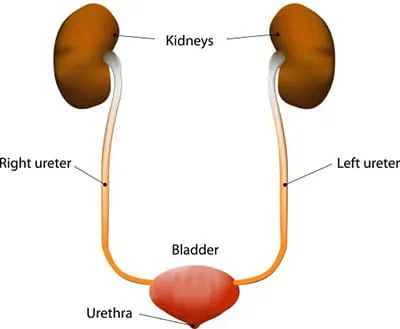 Urinary system and its functions | CHAPTER 8 | Anatomy and Physiology