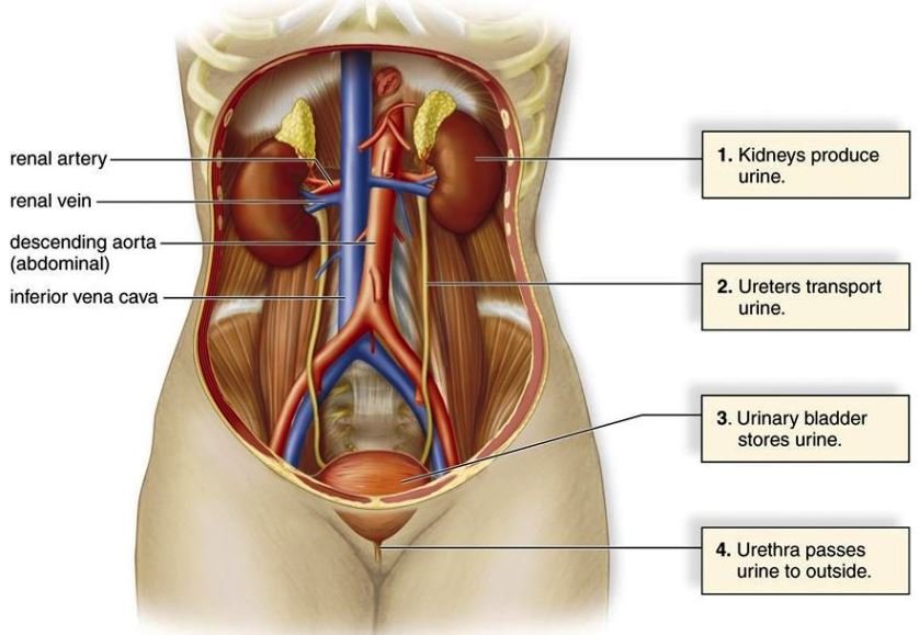 Urinary system and its functions | CHAPTER 8 | Anatomy and Physiology