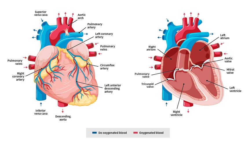 Valvular Heart Disease | CHAPTER 10 | Pediatric Nursing