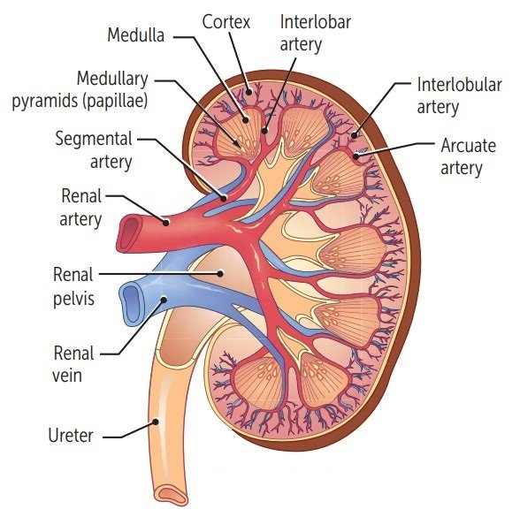 Excretion and list of the excretory organs | CHAPTER 8 | Anatomy and Physiology