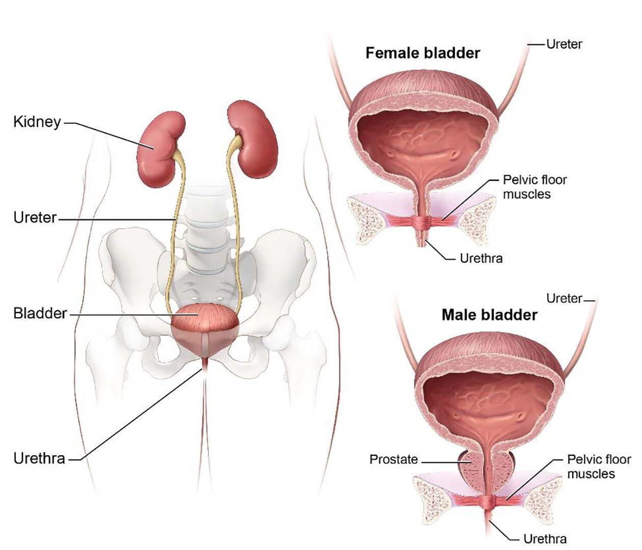 Urethra, urethra compare in males and females | CHAPTER 8 | Anatomy and Physiology