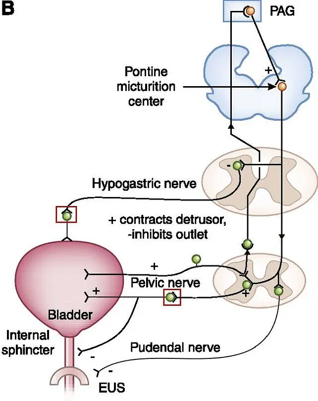 Micturition, How does the micturition reflex occur | CHAPTER 8 | Anatomy and Physiology