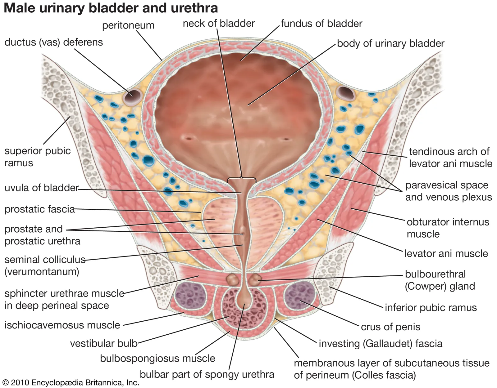 Ureters and Urinary bladder | CHAPTER 8 | Anatomy and Physiology