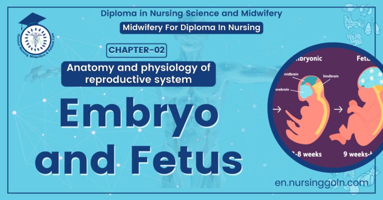 Embryo and foetus