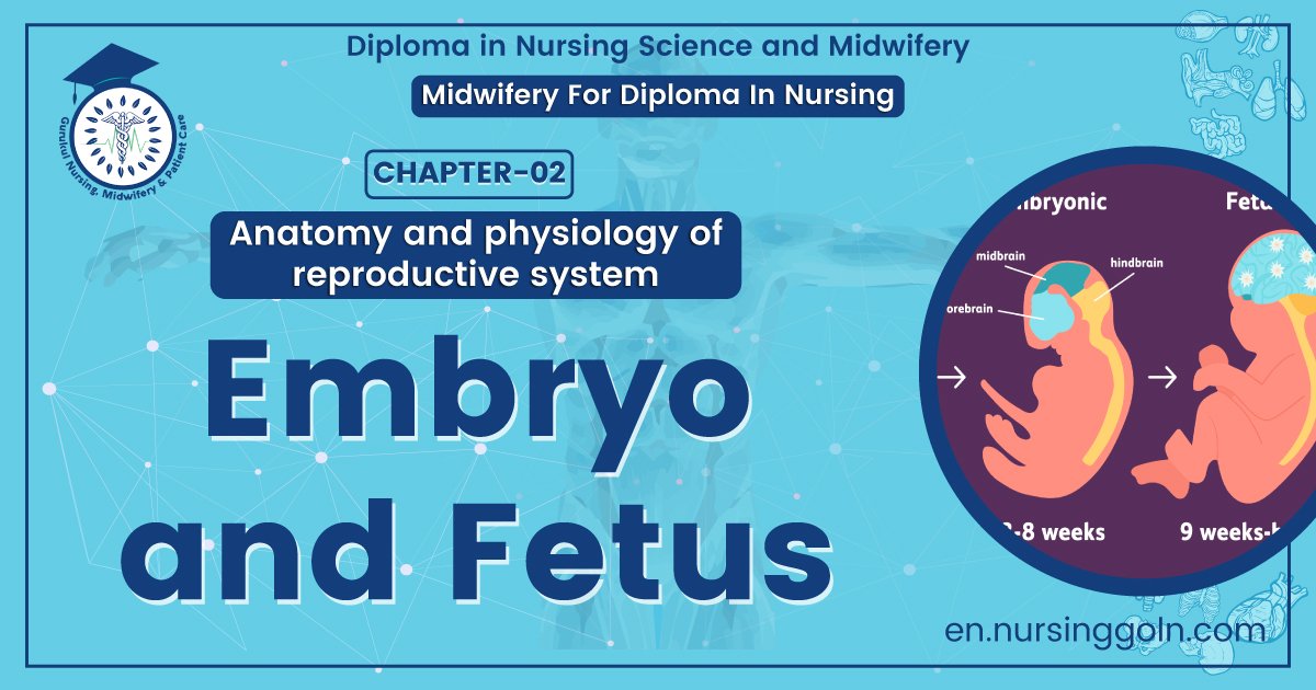 Embryo and foetus