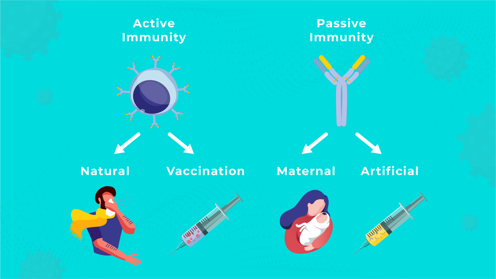 Active Immunity and Passive Immunity