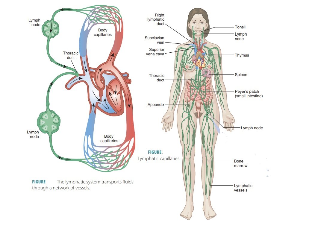 Organ system | CHAPTER 1 | Anatomy and physiology