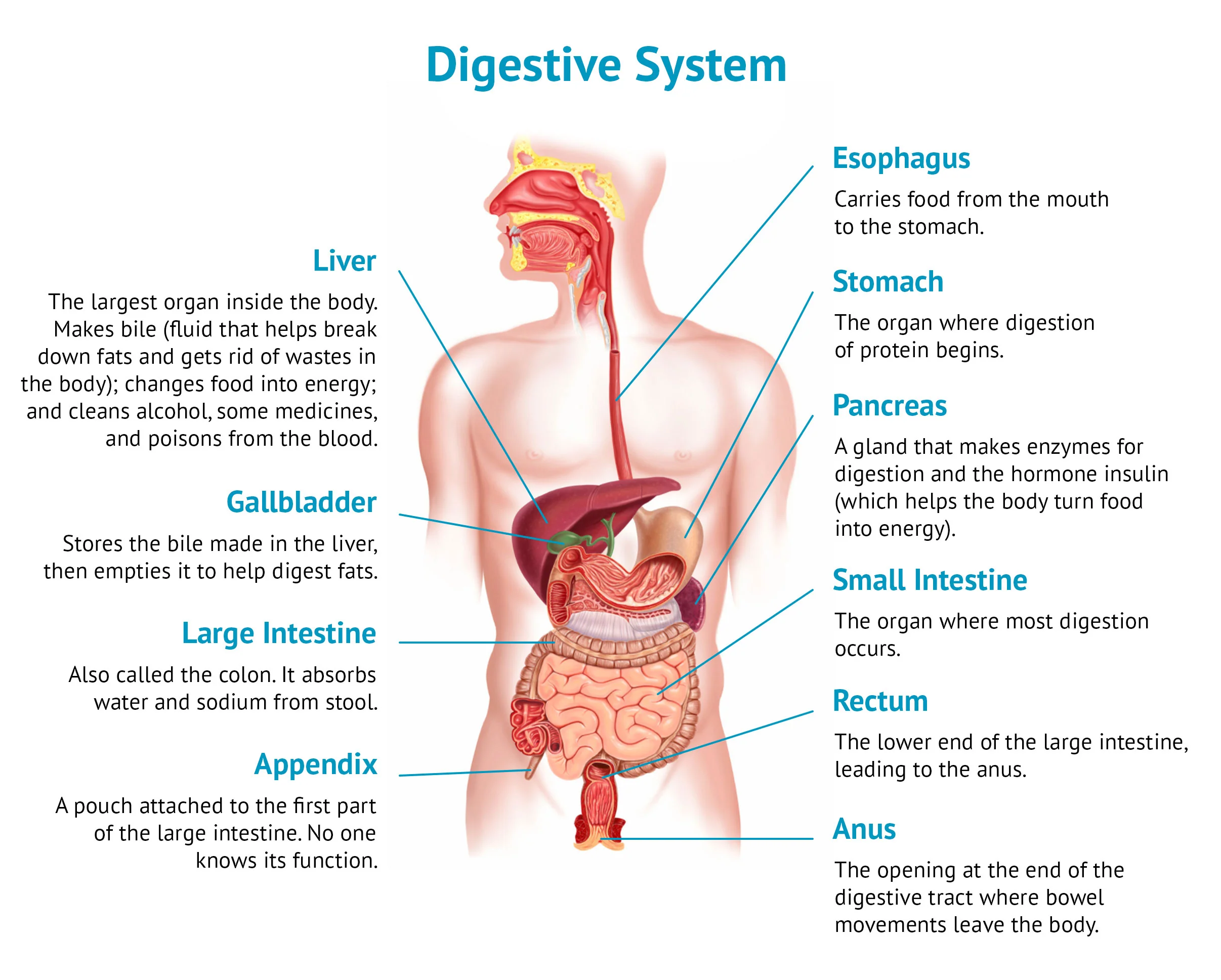 Organ system | CHAPTER 1 | Anatomy and physiology