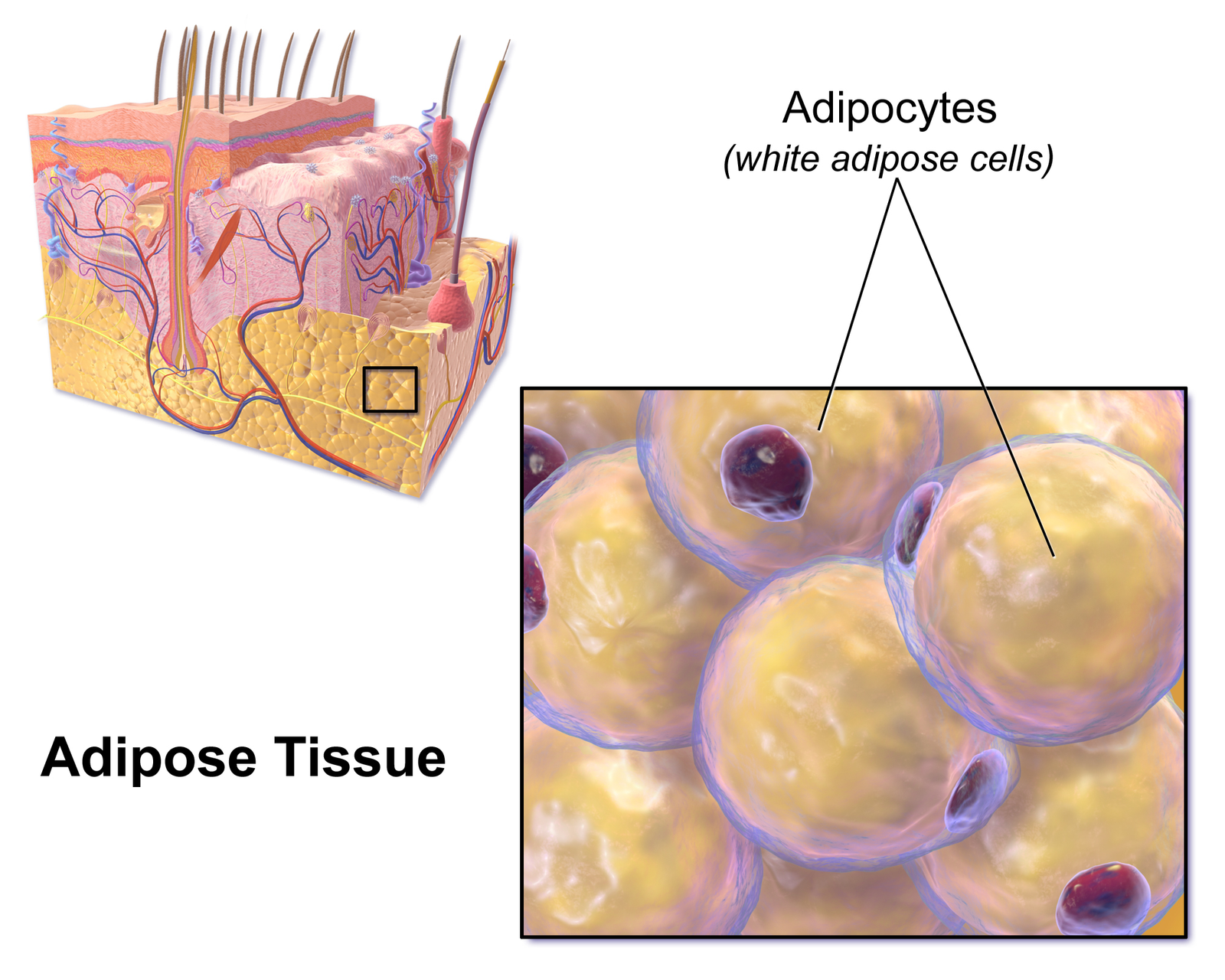 Adipose tissue | CHAPTER 1 | Anatomy and physiology