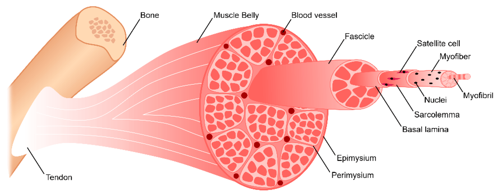 Concept of Skeletal muscle | CHAPTER 2 | Anatomy and physiology