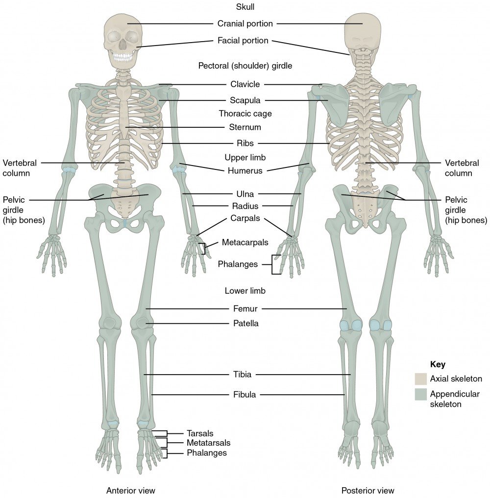 Concept of Skeleton | CHAPTER 2 | Anatomy and physiology