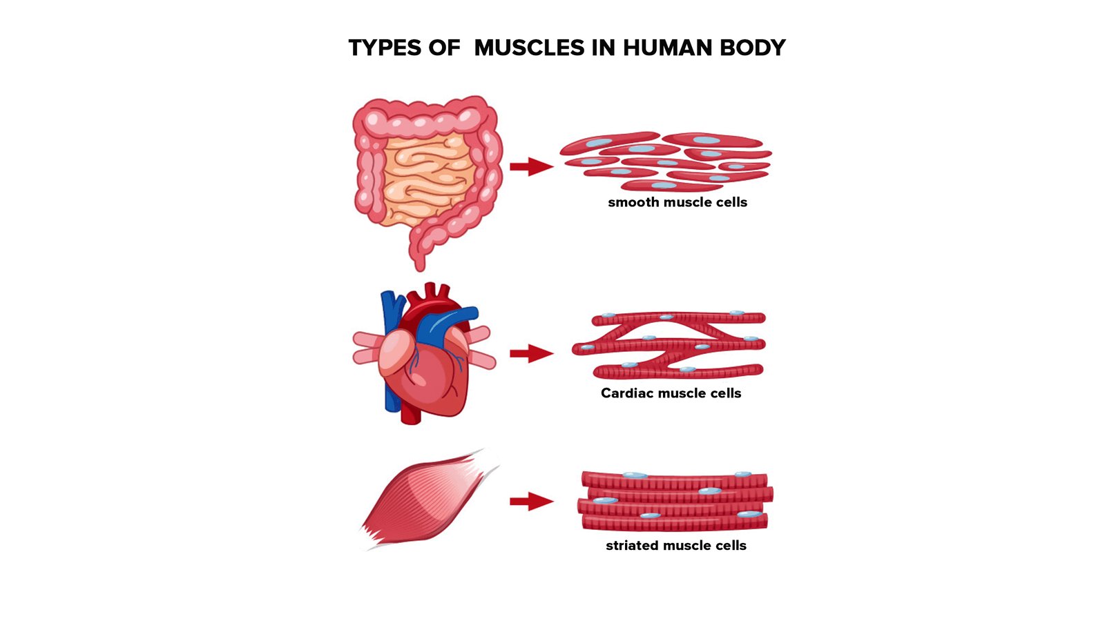 Concept of Skeletal muscle | CHAPTER 2 | Anatomy and physiology