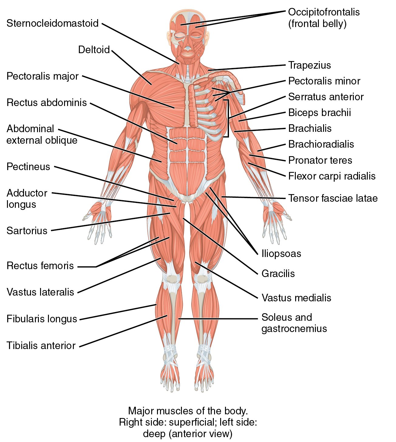 Major muscles of human body | CHAPTER 2 | Anatomy and physiology