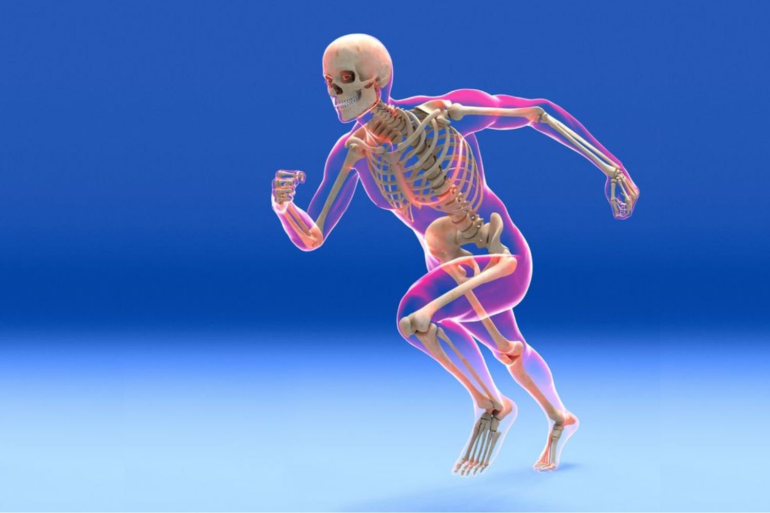 Concept about Sternum | CHAPTER 2 | Anatomy and Physiology