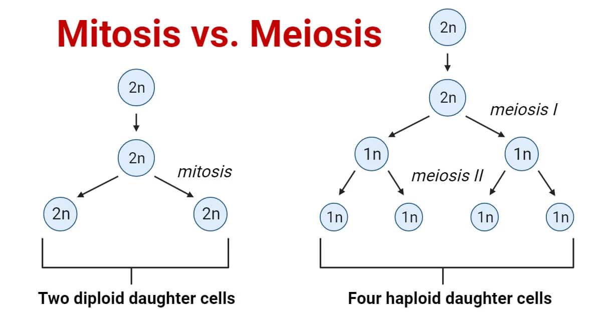 Mitosis and Meiosis cell division | CHAPTER 1 | Anatomy and physiology